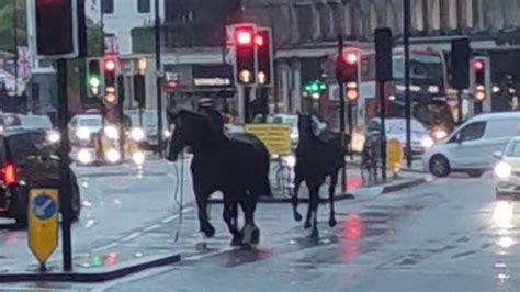london horses rampage